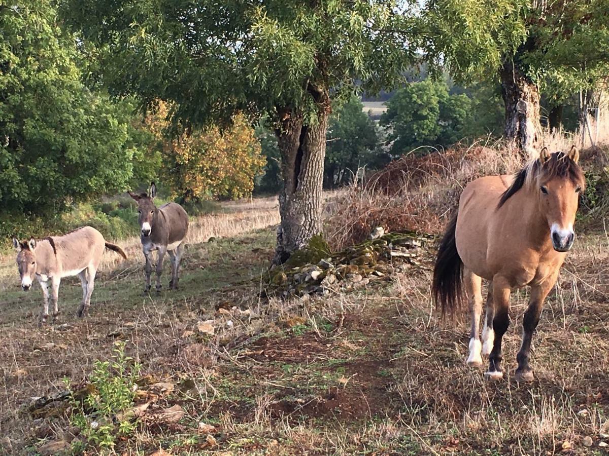 Gites Les Demeures De Valette Azay-le-Brule Exteriör bild